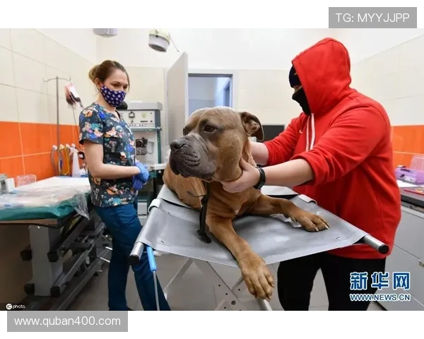 巴舒亚伊发文寻求爱猫献血救助手术，呼吁猫咪捐献血液